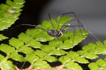 Media type: image; Invertebrate Zoology 152007